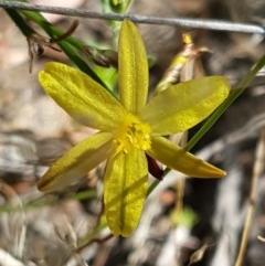 Tricoryne elatior (Yellow Rush Lily) at Block 402 - 9 Dec 2020 by trevorpreston