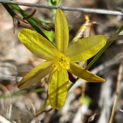 Tricoryne elatior (Yellow Rush Lily) at Denman Prospect, ACT - 9 Dec 2020 by trevorpreston