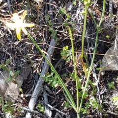 Tricoryne elatior at Denman Prospect, ACT - 9 Dec 2020