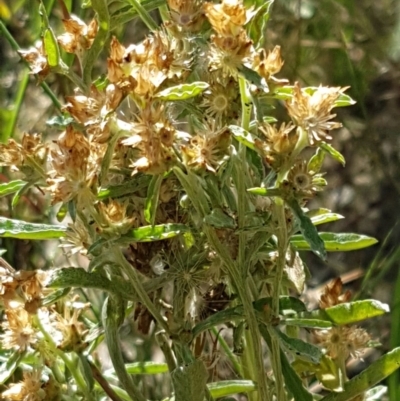 Gamochaeta sp. (Cudweed) at Block 402 - 9 Dec 2020 by trevorpreston