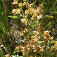 Gamochaeta americana at Stromlo, ACT - 9 Dec 2020