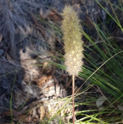 Trifolium angustifolium (Narrowleaf Clover) at Block 402 - 9 Dec 2020 by trevorpreston