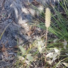 Trifolium angustifolium at Denman Prospect, ACT - 9 Dec 2020