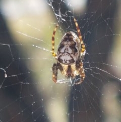 Plebs eburnus (Eastern bush orb-weaver) at Denman Prospect, ACT - 9 Dec 2020 by trevorpreston