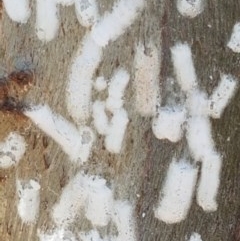 Eriococcidae sp. on Eucalyptus blakelyi (Felted scale on Eucalyptus blakelyi) at Denman Prospect, ACT - 9 Dec 2020 by trevorpreston