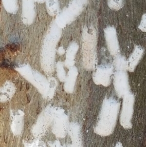 Eriococcidae sp. on Eucalyptus blakelyi at Denman Prospect, ACT - 9 Dec 2020