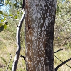 Eriococcidae sp. on Eucalyptus blakelyi at Denman Prospect, ACT - 9 Dec 2020