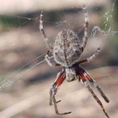 Hortophora sp. (genus) (Garden orb weaver) at Piney Ridge - 9 Dec 2020 by tpreston