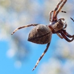 Hortophora sp. (genus) at Denman Prospect, ACT - 9 Dec 2020