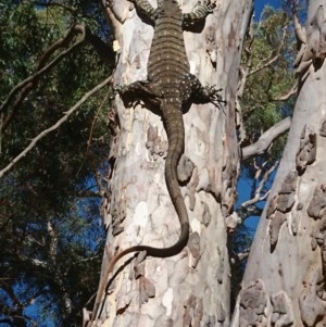 Varanus varius at Gundaroo, NSW - 9 Dec 2020