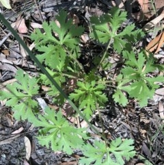 Trachymene composita var. robertsonii (Dergholm Trachymene) at Ben Boyd National Park - 7 Dec 2020 by nickhopkins