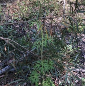 Trachymene composita var. robertsonii at suppressed - suppressed