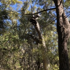 Tree hollow at Ben Boyd National Park - 6 Dec 2020 by nickhopkins