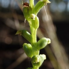 Microtis sp. (Onion Orchid) at McKellar, ACT - 9 Dec 2020 by Laserchemisty