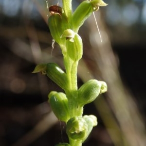 Microtis sp. at McKellar, ACT - 9 Dec 2020