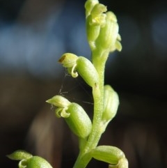 Microtis sp. at McKellar, ACT - suppressed