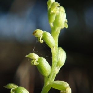 Microtis sp. at McKellar, ACT - 9 Dec 2020