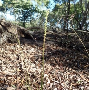 Microtis sp. at McKellar, ACT - 9 Dec 2020