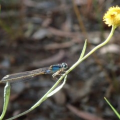 Ischnura heterosticta (Common Bluetail Damselfly) at McKellar, ACT - 9 Dec 2020 by Laserchemisty