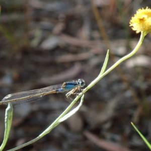 Ischnura heterosticta at Lake Ginninderra - 9 Dec 2020