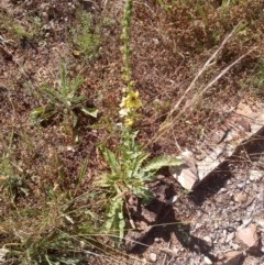 Verbascum virgatum (Green Mullein) at Mount Majura - 8 Dec 2020 by abread111