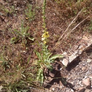 Verbascum virgatum at Watson, ACT - 9 Dec 2020