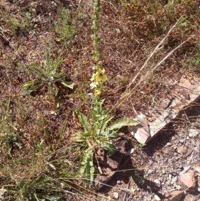 Verbascum virgatum (Green Mullein) at Mount Majura - 8 Dec 2020 by abread111