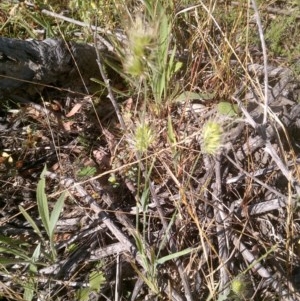 Cynosurus echinatus at Watson, ACT - 9 Dec 2020