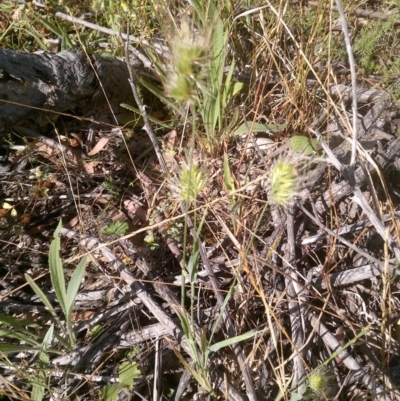 Cynosurus echinatus (Rough Dog's Tail Grass) at Watson, ACT - 9 Dec 2020 by abread111