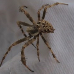 Backobourkia sp. (genus) (An orb weaver) at Googong, NSW - 28 Nov 2020 by AndyRoo