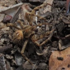 Backobourkia sp. (genus) at Googong, NSW - 28 Nov 2020