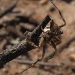 Backobourkia sp. (genus) at Googong, NSW - 28 Nov 2020