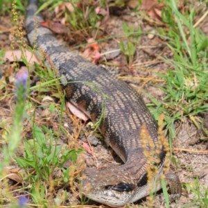 Tiliqua scincoides scincoides at Tuggeranong DC, ACT - 3 Dec 2020