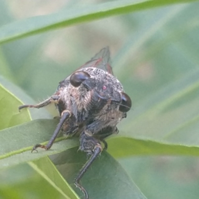 Galanga labeculata (Double-spotted cicada) at QPRC LGA - 9 Dec 2020 by LyndalT