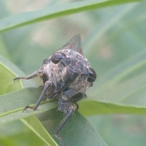 Galanga labeculata at Greenleigh, NSW - 10 Dec 2020