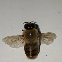 Apis mellifera (European honey bee) at Majura, ACT - 10 Dec 2020 by FeralGhostbat