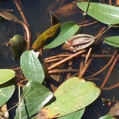 Ottelia ovalifolia subsp. ovalifolia (Swamp Lily) at Majura, ACT - 9 Dec 2020 by JaneR