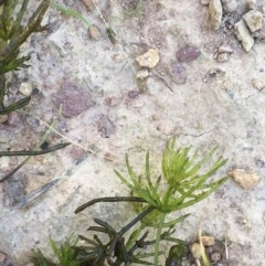 Chara sp. (genus) (A charophyte green algae) at Majura, ACT - 9 Dec 2020 by JaneR