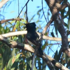 Myiagra cyanoleuca (Satin Flycatcher) at Lower Boro, NSW - 1 Dec 2020 by mcleana