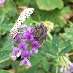 Utetheisa (genus) at Lower Boro, NSW - 5 Dec 2020