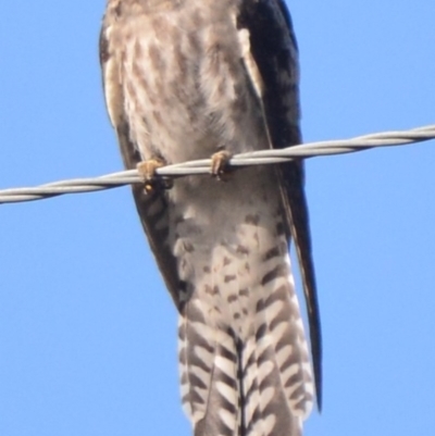 Cacomantis pallidus (Pallid Cuckoo) at Lower Boro, NSW - 5 Dec 2020 by mcleana