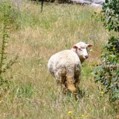 Ovis aries (Feral Sheep) at Coree, ACT - 9 Dec 2020 by Kurt