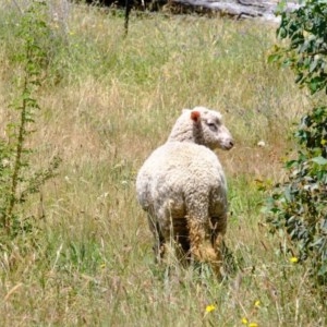 Ovis aries at Coree, ACT - 9 Dec 2020