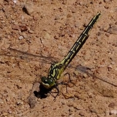 Austrogomphus guerini (Yellow-striped Hunter) at Sherwood Forest - 9 Dec 2020 by Kurt