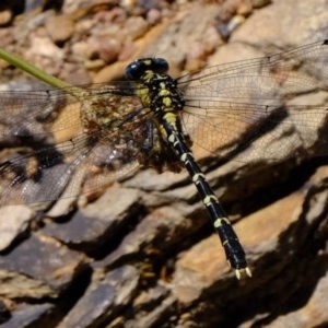 Hemigomphus sp. (genus) at Coree, ACT - 9 Dec 2020