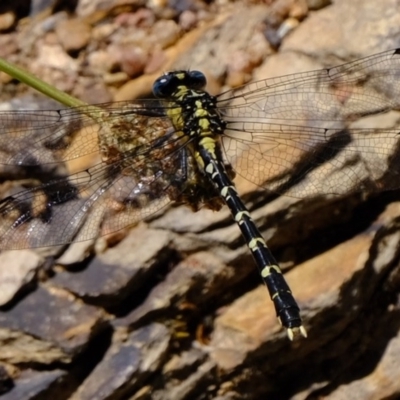 Hemigomphus sp. (genus) (Vicetail) at Coree, ACT - 9 Dec 2020 by Kurt