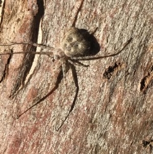 Tamopsis sp. (genus) at Cook, ACT - suppressed