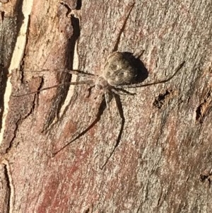 Tamopsis sp. (genus) at Cook, ACT - suppressed