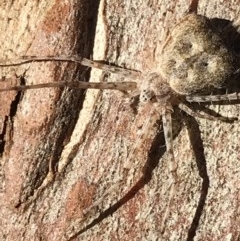 Tamopsis sp. (genus) at Cook, ACT - suppressed