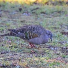 Phaps chalcoptera (Common Bronzewing) at Lower Boro, NSW - 3 Jun 2020 by mcleana